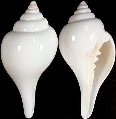 2701_shankha 2701_shankha